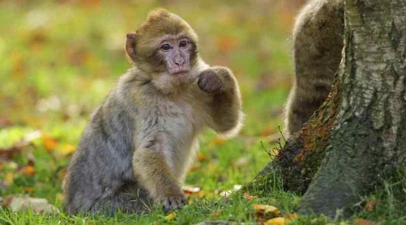 Tham quan rừng khỉ Monkey Forest tại Ubud